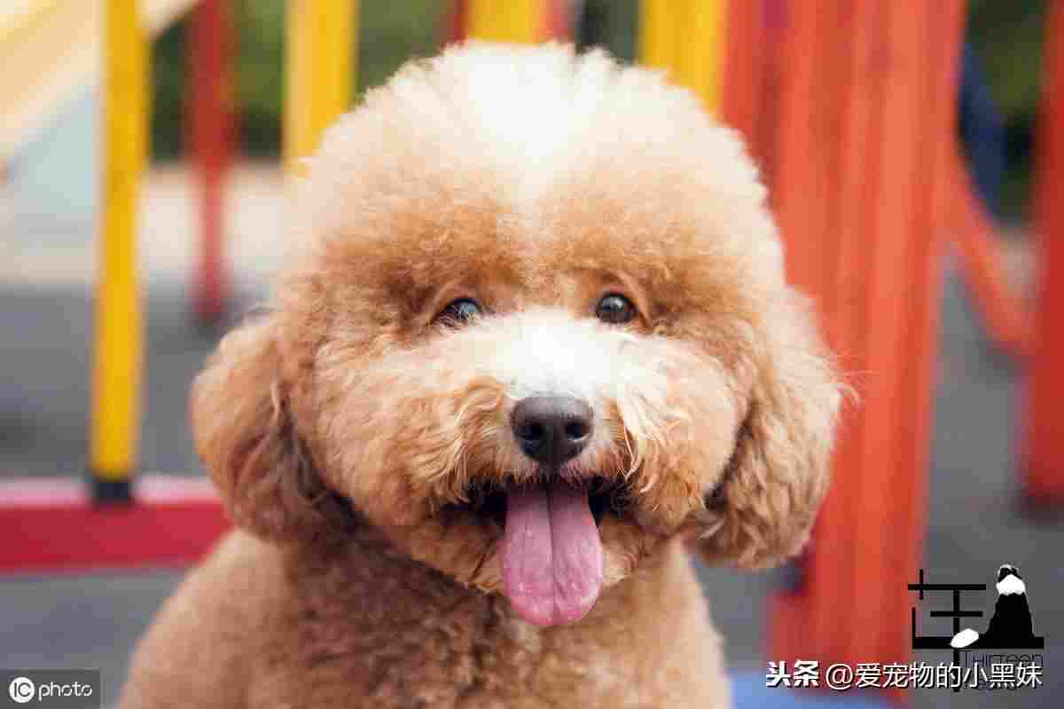 犬肢端舔舐性皮炎是什么？如何诊断及治疗？一篇文章告诉你